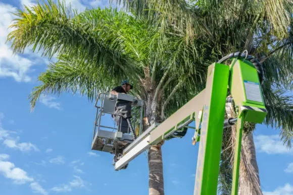 Palm Tree Trimming (4)