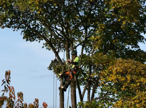 Tree Crown Reduction (2)