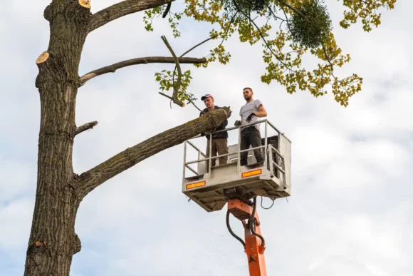 Tree Removal (7)