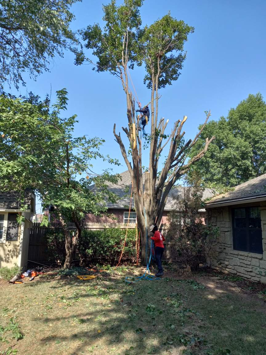 Tree Services in Broken Arrow, OK