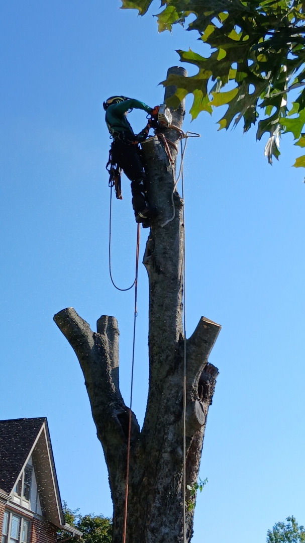 Tree Trimming Services in Broken Arrow